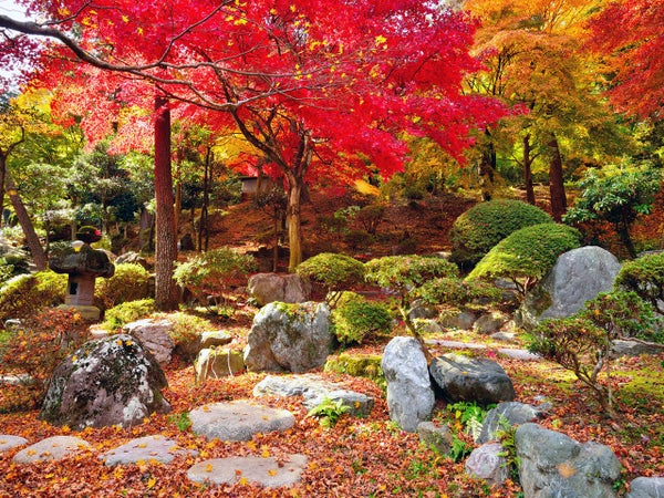 【八千代台発】群馬 だるま絵付け体験と徳明園の紅葉<コースNo.25-1089-C>(京成トラベル)1